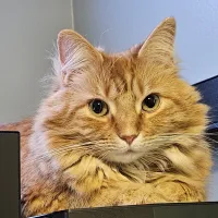 Kitten Easy Dismount