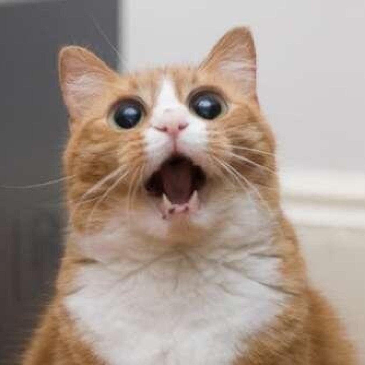 KittyPurr2
