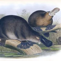 Platynator (Nameplates)