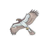 Skyriding Falcon
