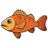 Grouper-Classic