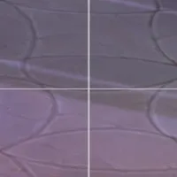 Crosshair