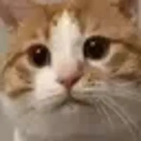 Feral CDM customizations
