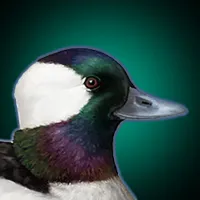 Bufflehead
