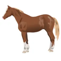 Auto Mount