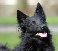 Sheepdog