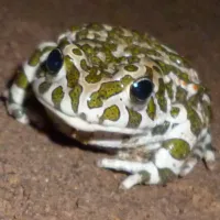 GoblinTalk (english female AI voice (made with elevenlabs.io))