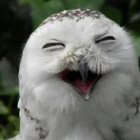 FlappySyrac