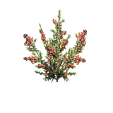 室内植物生长