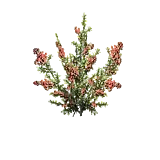 室内植物生长
