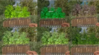 DK的杂草与提取物