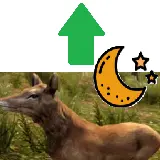 夜间更多野生动物