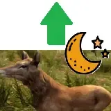 夜间更多野生动物
