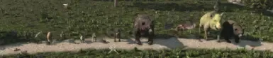 种马窝宠物 V1.0