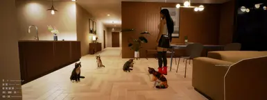 猫和狗作为宠物（附加内容）