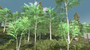 桦树