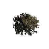 灌木丛