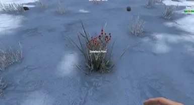 雪浆果归来 V1.4(服务器端)