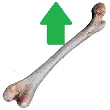更多骨骼
