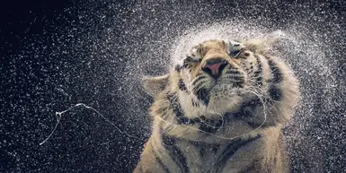 - 无慢动作 -