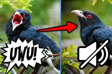 恐音症 - 静音的鸟类与昆虫