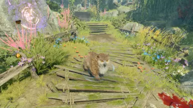 猫头鹰熊幼崽野性变身