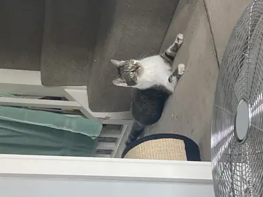 跨性别者