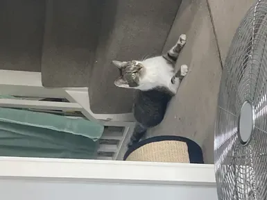 跨性别者