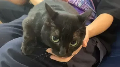 在我的小屋中静音随从猫的珊瑚号角