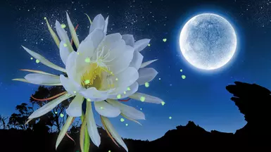 夜花盛放