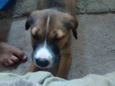 狗狗肉重制纹理 狗狗肉 x 科达