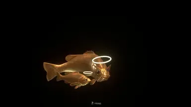 金鱼