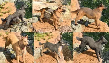 Scratch 品种(现新增德国牧羊犬)