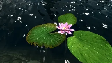 水生植物