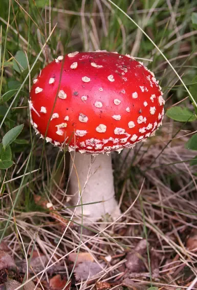 蘑菇不需要泥土