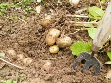 安静的除草农耕