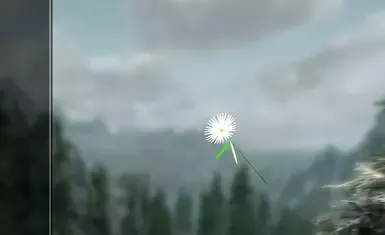 刀锋雏菊