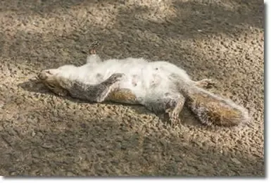 更多该死的肉