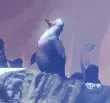 无X-词缀