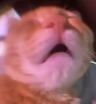 1、嗷呜猫会在你猫车时安慰你