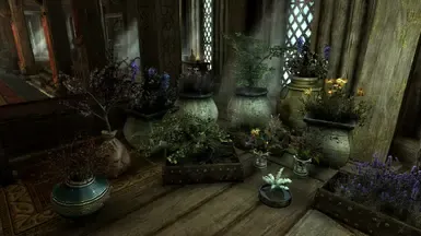 房屋装饰 - 植物与花卉