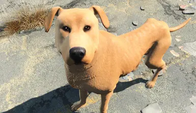 拉布拉多犬 狗肉