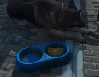 猫和狗的碗食