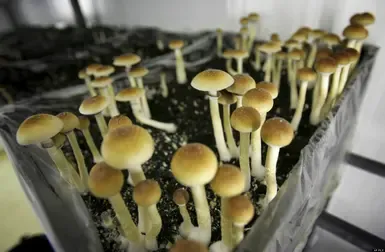 魔法蘑菇