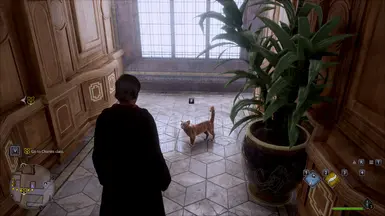 橙猫