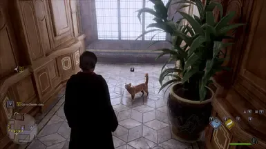 橙猫