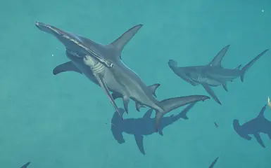 大锤头鲨 - 鱼龙替代