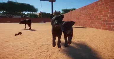 灰狼与黑狼