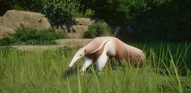 巨型食蚁兽白化再纹理