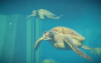 绿海龟 - 蛇颈龙替换